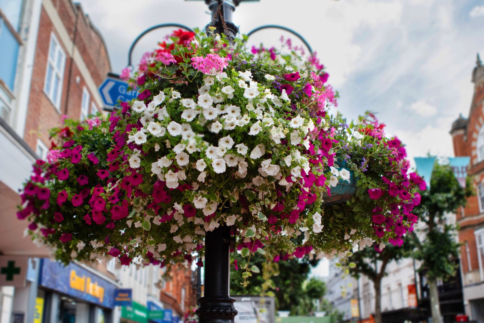 Hanging basket full of pink and white flowers